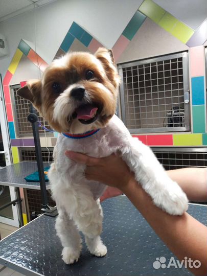 Груминг кошек и собак