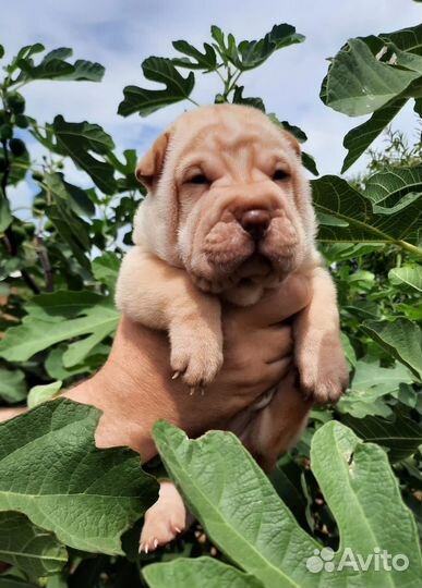 Щенки Шарпей