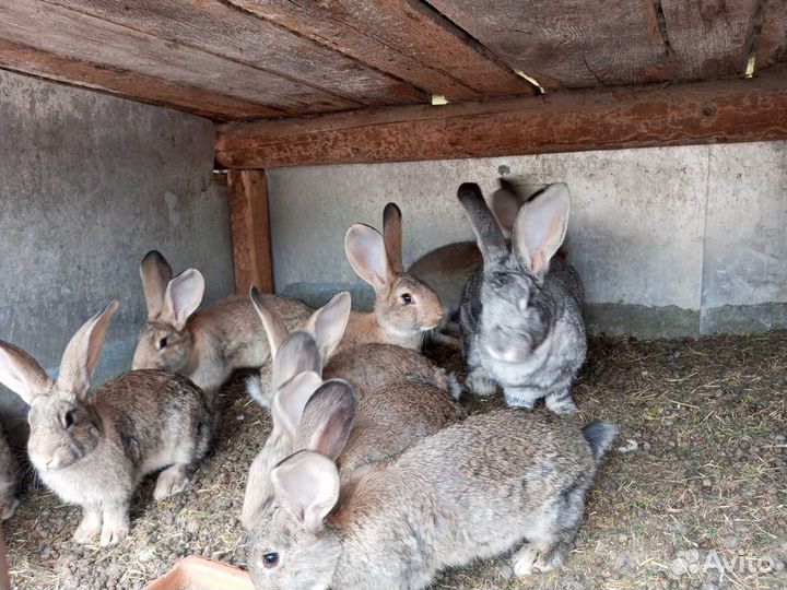Продам крольчат