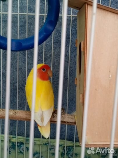 Попугаи неразлучники