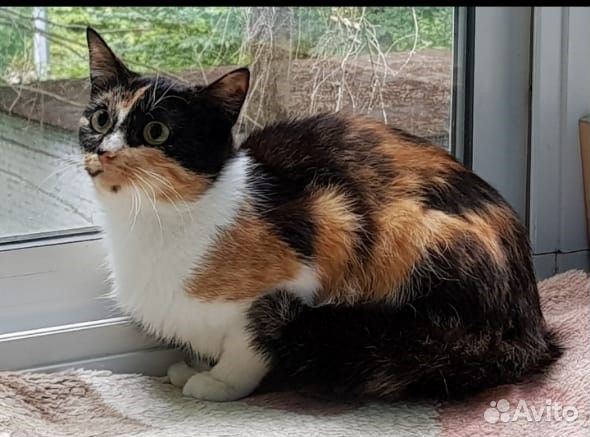 Трехцветная кошечка Злата