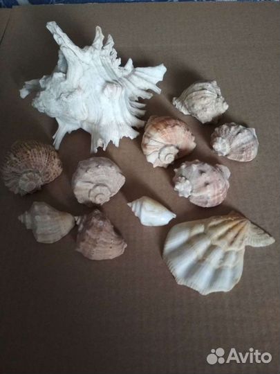 Ракушка морская