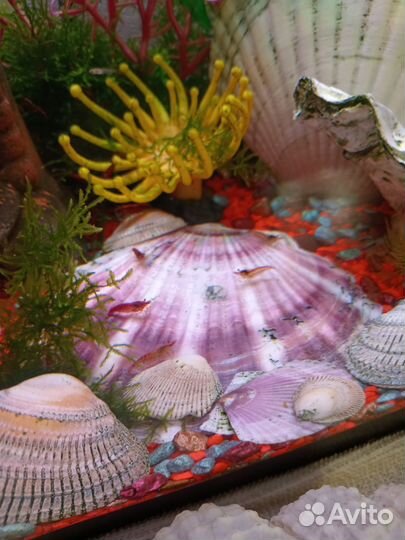 Креветки черри