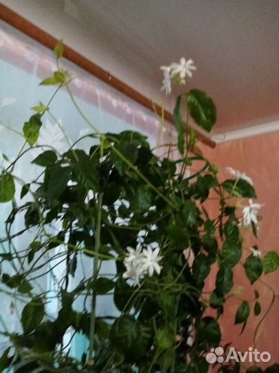 Комнатные цветы