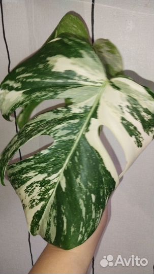 Верхушка монстера вариегатная альба