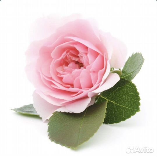 Натуральное ср-во д/умывания Роза