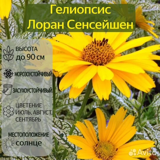 Гелиопсис Лоран Сенсейшн
