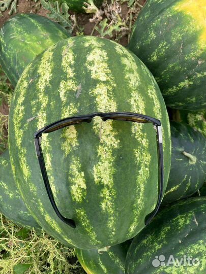 Арбузы суходол