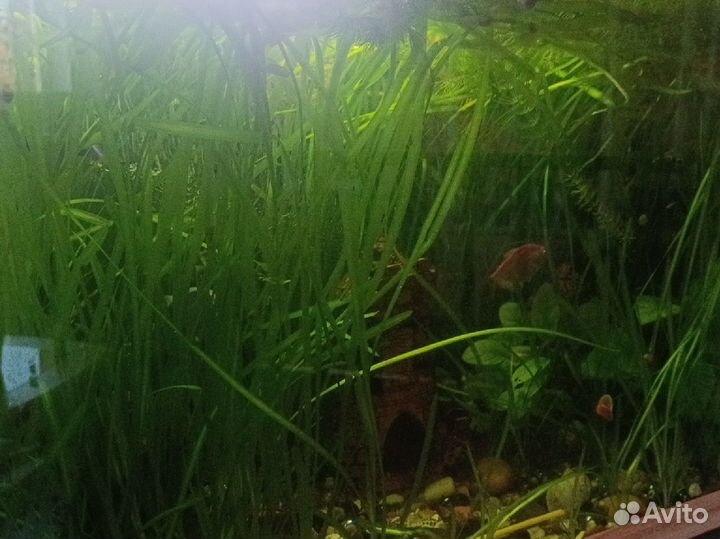 Водоросли для аквариума