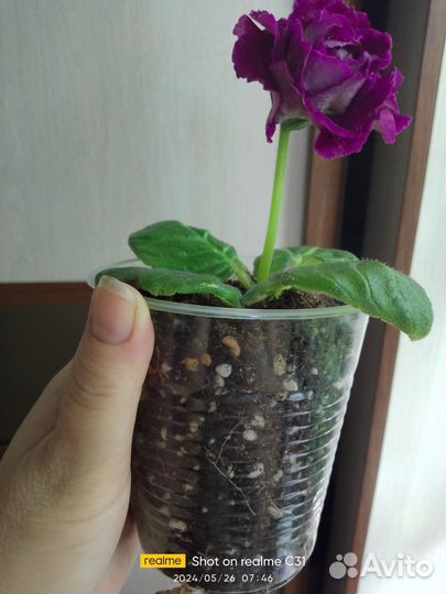 Глоксиния цветущая