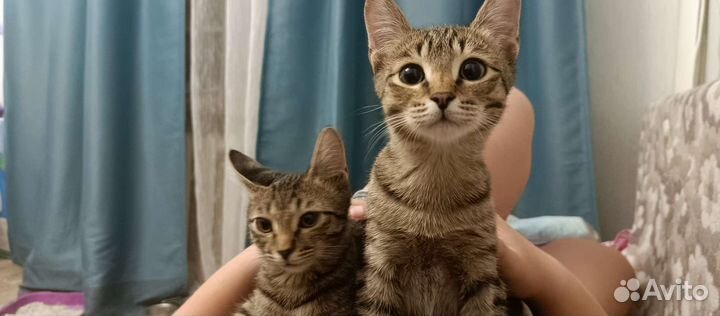 Европейская