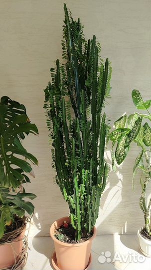 Кактус Молочай