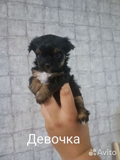 Йоркширский терьер щенки