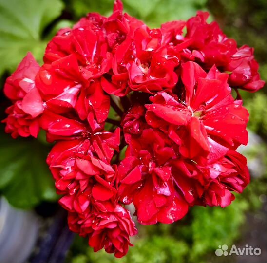 Пеларгония герань сортовая