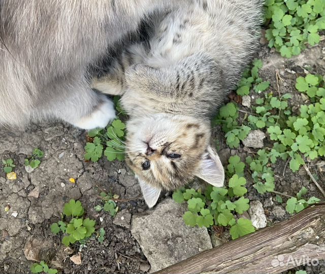 Кошка в дар бесплатно