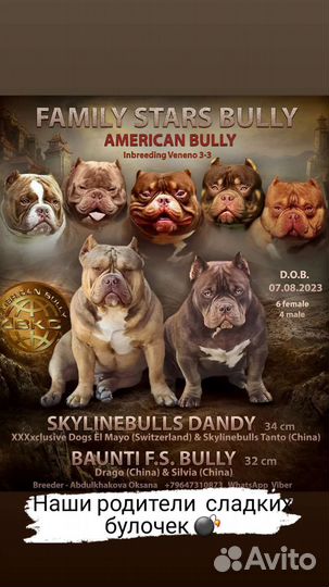 Американский булли покет