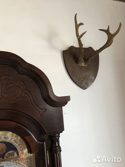 Рога косули