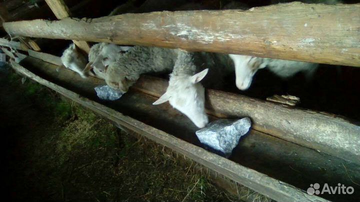 Природная Соль-Лизунец