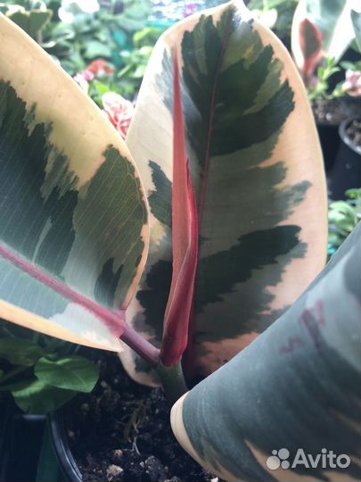 Фикус каучуконосный Белиз