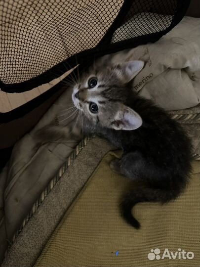 Британская кошка