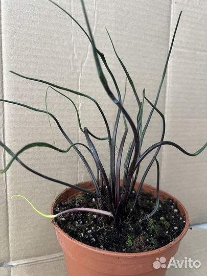 Алоказия Летающий кальмар