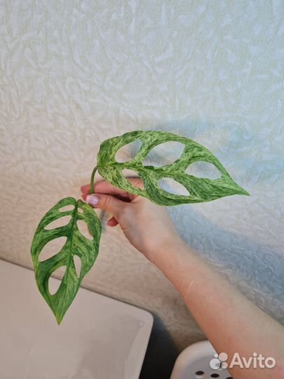 Монстера адансона индоминт