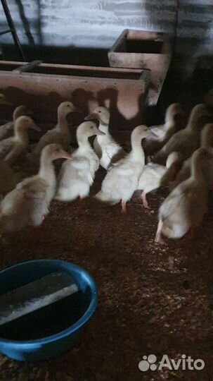 Утята Черри-Велли, Муларды