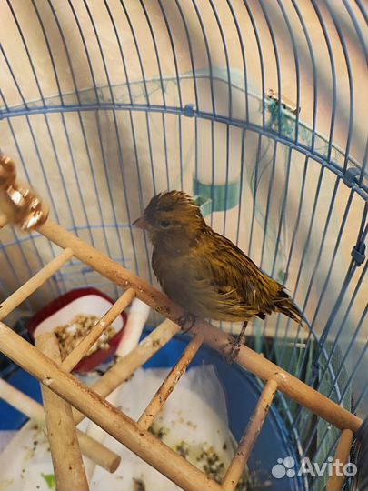 Певчий кенор с клеткой