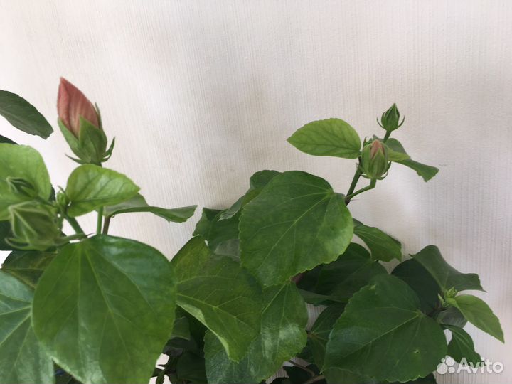 Сортовой гибискус 120 см