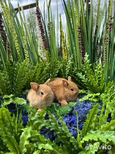 Кролики приносящие счастье в дом