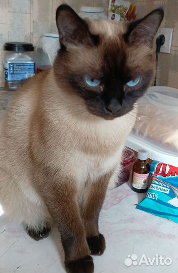 Кошки в добрые руки бесплатно