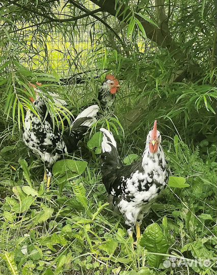Петух Леггорн Далматинец (доставка)