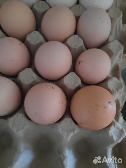 Инкубационное яйцо кур брама