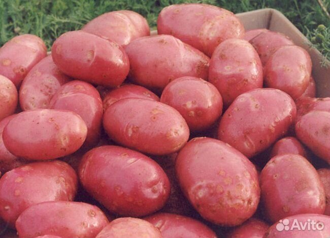 Продам картофель