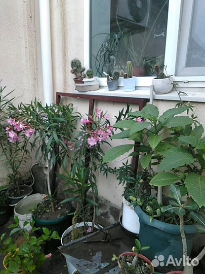 Комнатные растения