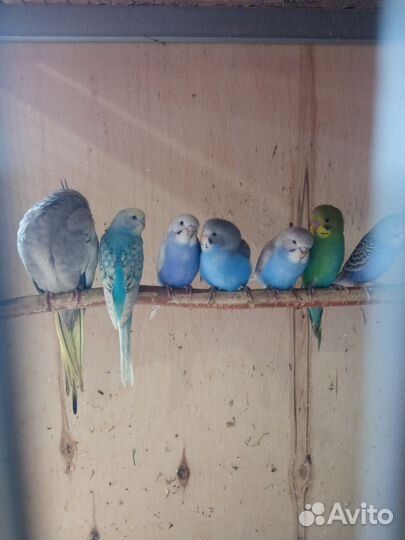 Птенцы волнистых и других попугаев