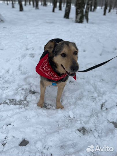 Славный добрый милый парень ищет дом