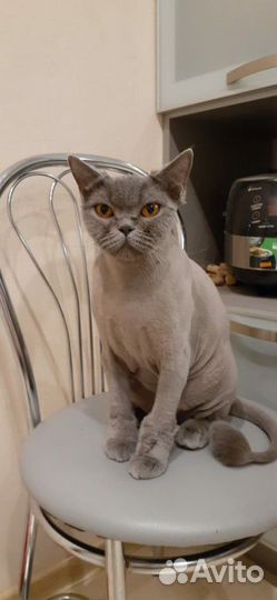 Стрижка кошек, котов с выездом