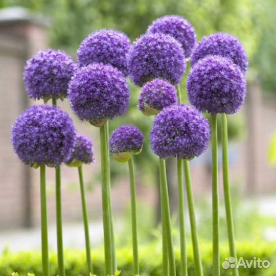 Декоративный лук: аллиум. Клубника. Земляника