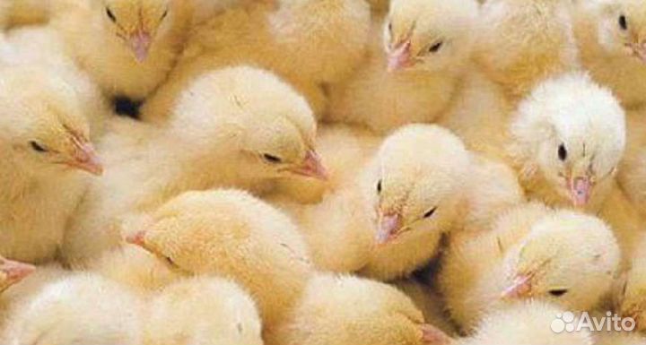 Инкубационное яйцо