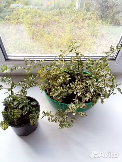 Цветы комнатные