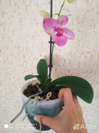 Орхидея фаленопсис