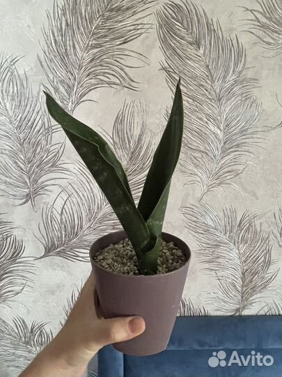 Сансевиерии