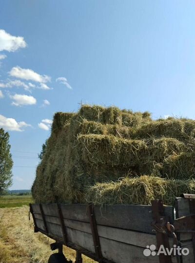 Сено в тюках