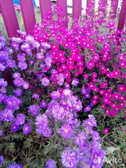 Черенки хризантемы (сентябринки)