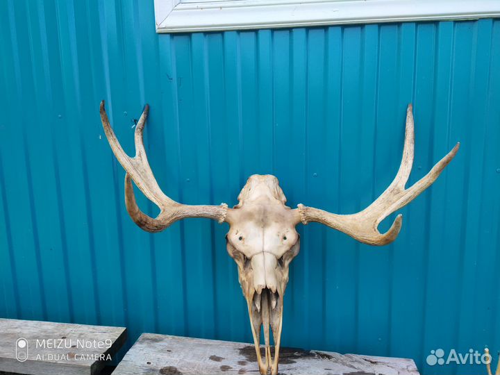 Продам рога лося