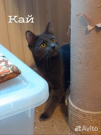 Кай - фенотип русской голубой