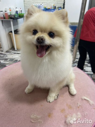 Груминг Передержка Стрижка собак и кошек