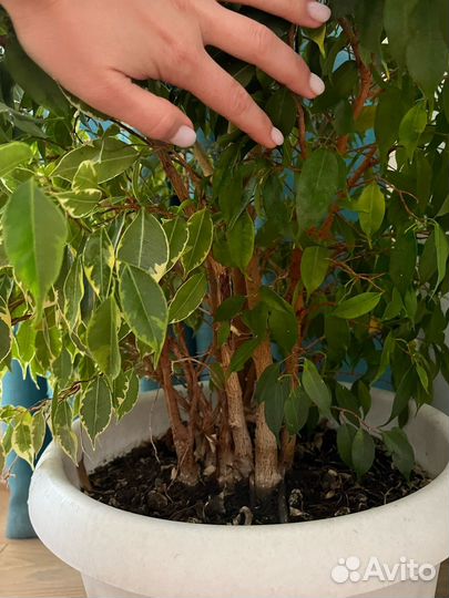 Большое дерево фикус Бенджамина, грунт и кашпо