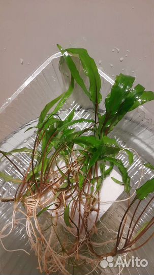 Аквариумные растения